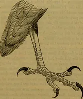 An illustration from A natural history of the animal kingdom : being a systematic and popular description of the habits, structure, and classification of animals, from the lowest to the highest forms. Arranged according to their organisation / by W. S. Dallas. (1860)