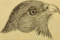 An illustration from A natural history of the animal kingdom : being a systematic and popular description of the habits, structure, and classification of animals, from the lowest to the highest forms. Arranged according to their organisation / by W. S. Dallas. (1860)