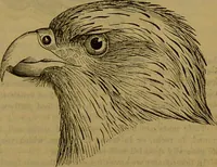 An illustration from A natural history of the animal kingdom : being a systematic and popular description of the habits, structure, and classification of animals, from the lowest to the highest forms. Arranged according to their organisation / by W. S. Dallas. (1860)