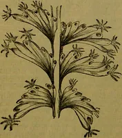 An illustration from A natural history of the animal kingdom : being a systematic and popular description of the habits, structure, and classification of animals, from the lowest to the highest forms. Arranged according to their organisation / by W. S. Dallas. (1860)