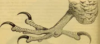 An illustration from A natural history of the animal kingdom : being a systematic and popular description of the habits, structure, and classification of animals, from the lowest to the highest forms. Arranged according to their organisation / by W. S. Dallas. (1860)