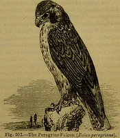 An illustration from A natural history of the animal kingdom : being a systematic and popular description of the habits, structure, and classification of animals, from the lowest to the highest forms. Arranged according to their organisation / by W. S. Dallas. (1860)