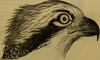An illustration from A natural history of the animal kingdom : being a systematic and popular description of the habits, structure, and classification of animals, from the lowest to the highest forms. Arranged according to their organisation / by W. S. Dallas. (1860)