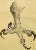 An illustration from A natural history of the animal kingdom : being a systematic and popular description of the habits, structure, and classification of animals, from the lowest to the highest forms. Arranged according to their organisation / by W. S. Dallas. (1860)