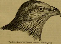 An illustration from A natural history of the animal kingdom : being a systematic and popular description of the habits, structure, and classification of animals, from the lowest to the highest forms. Arranged according to their organisation / by W. S. Dallas. (1860)