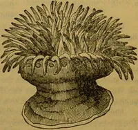 An illustration from A natural history of the animal kingdom : being a systematic and popular description of the habits, structure, and classification of animals, from the lowest to the highest forms. Arranged according to their organisation / by W. S. Dallas. (1860)