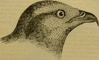 An illustration from A natural history of the animal kingdom : being a systematic and popular description of the habits, structure, and classification of animals, from the lowest to the highest forms. Arranged according to their organisation / by W. S. Dallas. (1860)