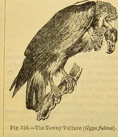 An illustration from A natural history of the animal kingdom : being a systematic and popular description of the habits, structure, and classification of animals, from the lowest to the highest forms. Arranged according to their organisation / by W. S. Dallas. (1860)