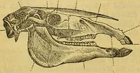 An illustration from A natural history of the animal kingdom : being a systematic and popular description of the habits, structure, and classification of animals, from the lowest to the highest forms. Arranged according to their organisation / by W. S. Dallas. (1860)
