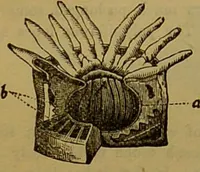 An illustration from A natural history of the animal kingdom : being a systematic and popular description of the habits, structure, and classification of animals, from the lowest to the highest forms. Arranged according to their organisation / by W. S. Dallas. (1860)