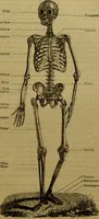 An illustration from A natural history of the animal kingdom : being a systematic and popular description of the habits, structure, and classification of animals, from the lowest to the highest forms. Arranged according to their organisation / by W. S. Dallas. (1860)