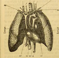 An illustration from A natural history of the animal kingdom : being a systematic and popular description of the habits, structure, and classification of animals, from the lowest to the highest forms. Arranged according to their organisation / by W. S. Dallas. (1860)