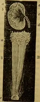 An illustration from A natural history of the animal kingdom : being a systematic and popular description of the habits, structure, and classification of animals, from the lowest to the highest forms. Arranged according to their organisation / by W. S. Dallas. (1860)