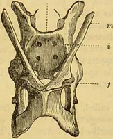 An illustration from A natural history of the animal kingdom : being a systematic and popular description of the habits, structure, and classification of animals, from the lowest to the highest forms. Arranged according to their organisation / by W. S. Dallas. (1860)