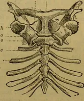An illustration from A natural history of the animal kingdom : being a systematic and popular description of the habits, structure, and classification of animals, from the lowest to the highest forms. Arranged according to their organisation / by W. S. Dallas. (1860)