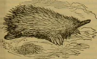 An illustration from A natural history of the animal kingdom : being a systematic and popular description of the habits, structure, and classification of animals, from the lowest to the highest forms. Arranged according to their organisation / by W. S. Dallas. (1860)