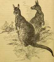 An illustration from A natural history of the animal kingdom : being a systematic and popular description of the habits, structure, and classification of animals, from the lowest to the highest forms. Arranged according to their organisation / by W. S. Dallas. (1860)