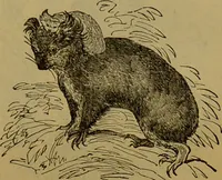 An illustration from A natural history of the animal kingdom : being a systematic and popular description of the habits, structure, and classification of animals, from the lowest to the highest forms. Arranged according to their organisation / by W. S. Dallas. (1860)