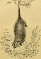 An illustration from A natural history of the animal kingdom : being a systematic and popular description of the habits, structure, and classification of animals, from the lowest to the highest forms. Arranged according to their organisation / by W. S. Dallas. (1860)