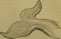An illustration from A natural history of the animal kingdom : being a systematic and popular description of the habits, structure, and classification of animals, from the lowest to the highest forms. Arranged according to their organisation / by W. S. Dallas. (1860)