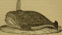 An illustration from A natural history of the animal kingdom : being a systematic and popular description of the habits, structure, and classification of animals, from the lowest to the highest forms. Arranged according to their organisation / by W. S. Dallas. (1860)