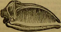 An illustration from A natural history of the animal kingdom : being a systematic and popular description of the habits, structure, and classification of animals, from the lowest to the highest forms. Arranged according to their organisation / by W. S. Dallas. (1860)