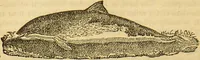 An illustration from A natural history of the animal kingdom : being a systematic and popular description of the habits, structure, and classification of animals, from the lowest to the highest forms. Arranged according to their organisation / by W. S. Dallas. (1860)