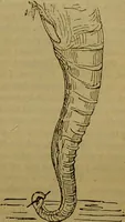 An illustration from A natural history of the animal kingdom : being a systematic and popular description of the habits, structure, and classification of animals, from the lowest to the highest forms. Arranged according to their organisation / by W. S. Dallas. (1860)