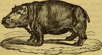 An illustration from A natural history of the animal kingdom : being a systematic and popular description of the habits, structure, and classification of animals, from the lowest to the highest forms. Arranged according to their organisation / by W. S. Dallas. (1860)