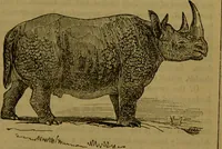 An illustration from A natural history of the animal kingdom : being a systematic and popular description of the habits, structure, and classification of animals, from the lowest to the highest forms. Arranged according to their organisation / by W. S. Dallas. (1860)