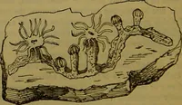 An illustration from A natural history of the animal kingdom : being a systematic and popular description of the habits, structure, and classification of animals, from the lowest to the highest forms. Arranged according to their organisation / by W. S. Dallas. (1860)