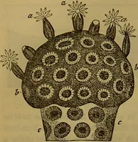 An illustration from A natural history of the animal kingdom : being a systematic and popular description of the habits, structure, and classification of animals, from the lowest to the highest forms. Arranged according to their organisation / by W. S. Dallas. (1860)