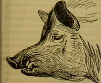 An illustration from A natural history of the animal kingdom : being a systematic and popular description of the habits, structure, and classification of animals, from the lowest to the highest forms. Arranged according to their organisation / by W. S. Dallas. (1860)