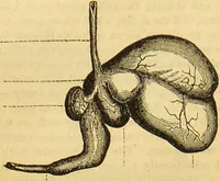 An illustration from A natural history of the animal kingdom : being a systematic and popular description of the habits, structure, and classification of animals, from the lowest to the highest forms. Arranged according to their organisation / by W. S. Dallas. (1860)