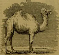 An illustration from A natural history of the animal kingdom : being a systematic and popular description of the habits, structure, and classification of animals, from the lowest to the highest forms. Arranged according to their organisation / by W. S. Dallas. (1860)