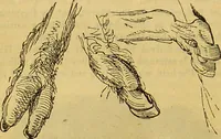 An illustration from A natural history of the animal kingdom : being a systematic and popular description of the habits, structure, and classification of animals, from the lowest to the highest forms. Arranged according to their organisation / by W. S. Dallas. (1860)