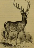 An illustration from A natural history of the animal kingdom : being a systematic and popular description of the habits, structure, and classification of animals, from the lowest to the highest forms. Arranged according to their organisation / by W. S. Dallas. (1860)