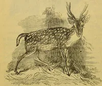 An illustration from A natural history of the animal kingdom : being a systematic and popular description of the habits, structure, and classification of animals, from the lowest to the highest forms. Arranged according to their organisation / by W. S. Dallas. (1860)