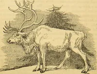 An illustration from A natural history of the animal kingdom : being a systematic and popular description of the habits, structure, and classification of animals, from the lowest to the highest forms. Arranged according to their organisation / by W. S. Dallas. (1860)