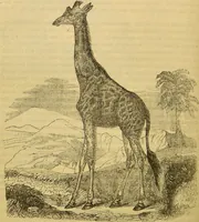 An illustration from A natural history of the animal kingdom : being a systematic and popular description of the habits, structure, and classification of animals, from the lowest to the highest forms. Arranged according to their organisation / by W. S. Dallas. (1860)