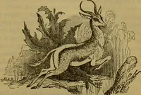 An illustration from A natural history of the animal kingdom : being a systematic and popular description of the habits, structure, and classification of animals, from the lowest to the highest forms. Arranged according to their organisation / by W. S. Dallas. (1860)
