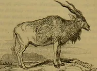 An illustration from A natural history of the animal kingdom : being a systematic and popular description of the habits, structure, and classification of animals, from the lowest to the highest forms. Arranged according to their organisation / by W. S. Dallas. (1860)