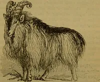 An illustration from A natural history of the animal kingdom : being a systematic and popular description of the habits, structure, and classification of animals, from the lowest to the highest forms. Arranged according to their organisation / by W. S. Dallas. (1860)