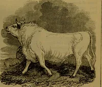 An illustration from A natural history of the animal kingdom : being a systematic and popular description of the habits, structure, and classification of animals, from the lowest to the highest forms. Arranged according to their organisation / by W. S. Dallas. (1860)