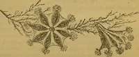 An illustration from A natural history of the animal kingdom : being a systematic and popular description of the habits, structure, and classification of animals, from the lowest to the highest forms. Arranged according to their organisation / by W. S. Dallas. (1860)