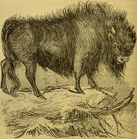 An illustration from A natural history of the animal kingdom : being a systematic and popular description of the habits, structure, and classification of animals, from the lowest to the highest forms. Arranged according to their organisation / by W. S. Dallas. (1860)