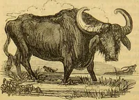 An illustration from A natural history of the animal kingdom : being a systematic and popular description of the habits, structure, and classification of animals, from the lowest to the highest forms. Arranged according to their organisation / by W. S. Dallas. (1860)