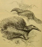 An illustration from A natural history of the animal kingdom : being a systematic and popular description of the habits, structure, and classification of animals, from the lowest to the highest forms. Arranged according to their organisation / by W. S. Dallas. (1860)
