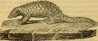 An illustration from A natural history of the animal kingdom : being a systematic and popular description of the habits, structure, and classification of animals, from the lowest to the highest forms. Arranged according to their organisation / by W. S. Dallas. (1860)