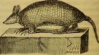 An illustration from A natural history of the animal kingdom : being a systematic and popular description of the habits, structure, and classification of animals, from the lowest to the highest forms. Arranged according to their organisation / by W. S. Dallas. (1860)